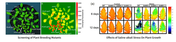 Система визуализации флуоресценции хлорофилла PlantView 230F in vivo