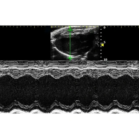 Высокочастотная система ультразвуковой визуализации для мелких домашних животных