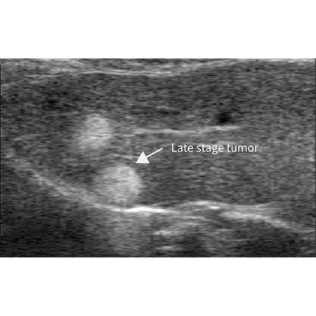 Высокочастотная система ультразвуковой визуализации для мелких домашних животных